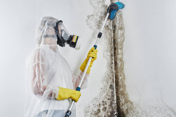 Best Health and Safety Mold Remediation in Yoncalla, OR