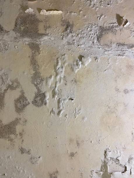 Best White Mold Remediation in Yoncalla, OR
