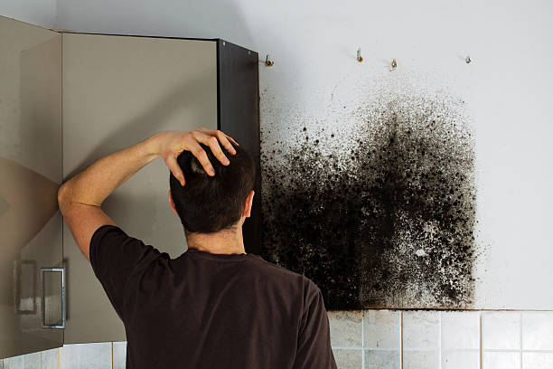 Professional Mold Remediation in Yoncalla, OR